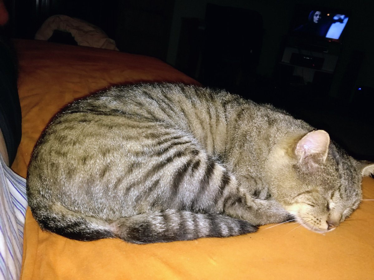 m2pit's tweet photo. @catsareblessing Hi was newer stupid. 🤗 https://t.co/hBfCeyEi7A