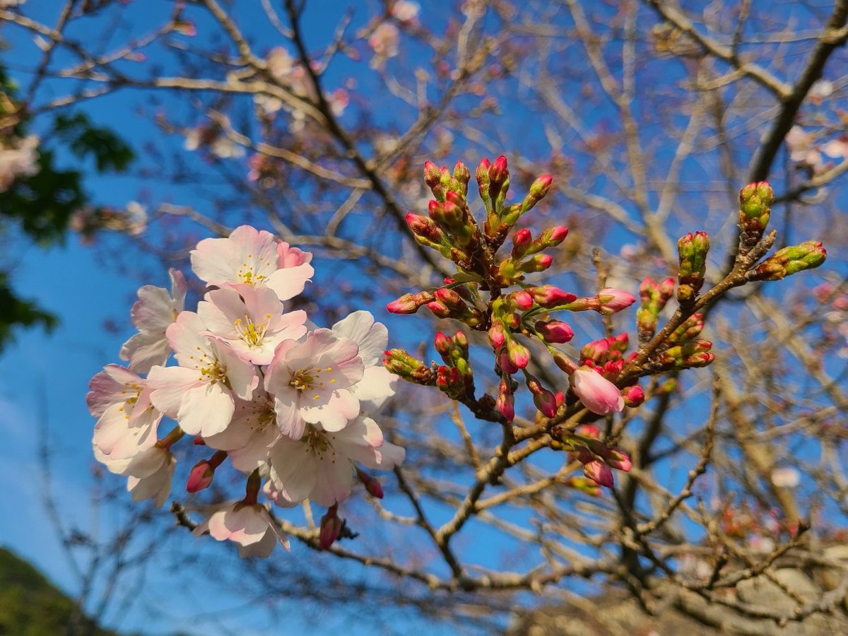 soma☘️ tweet media