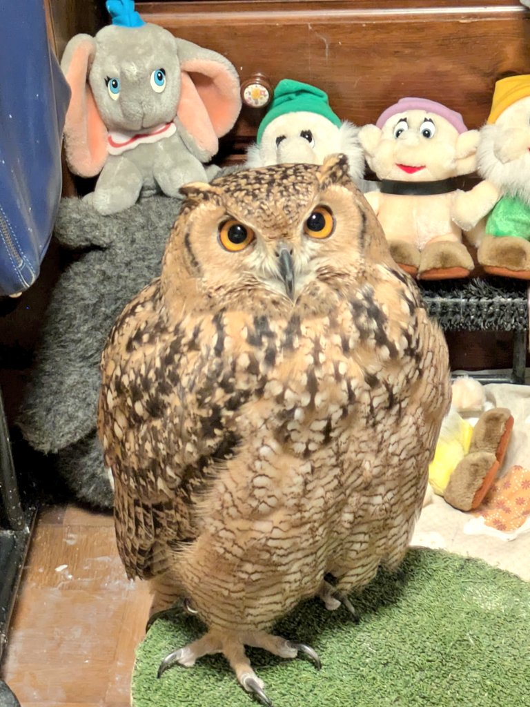 自称 女優💖結月徳子🦉🦈💕🍈 tweet media