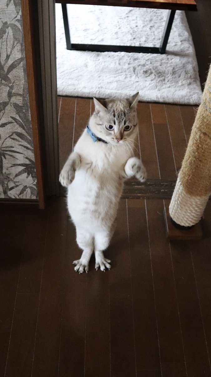 無重力猫ミルコのお家 tweet media