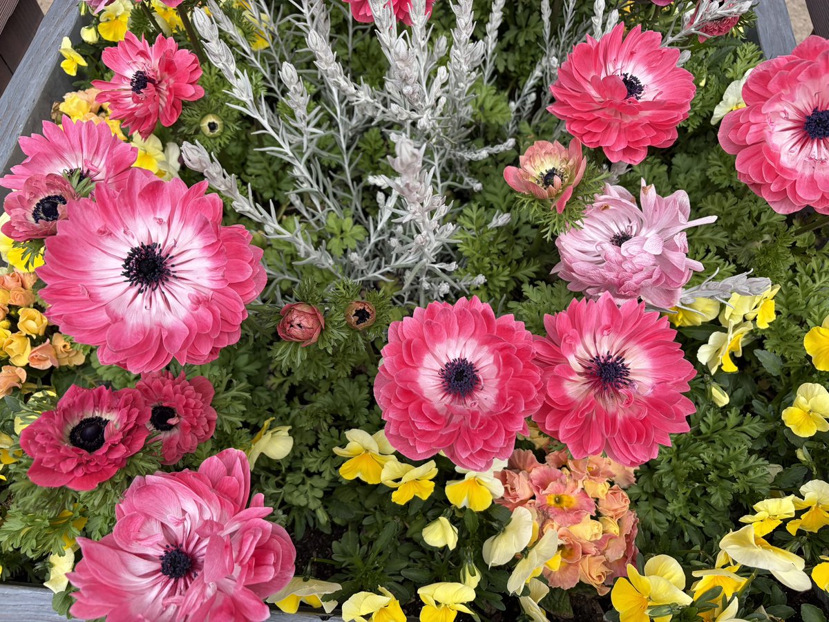 Jelia@✈️🎹♨️🐱☕️🥐🇩🇪🇪🇸好き tweet media