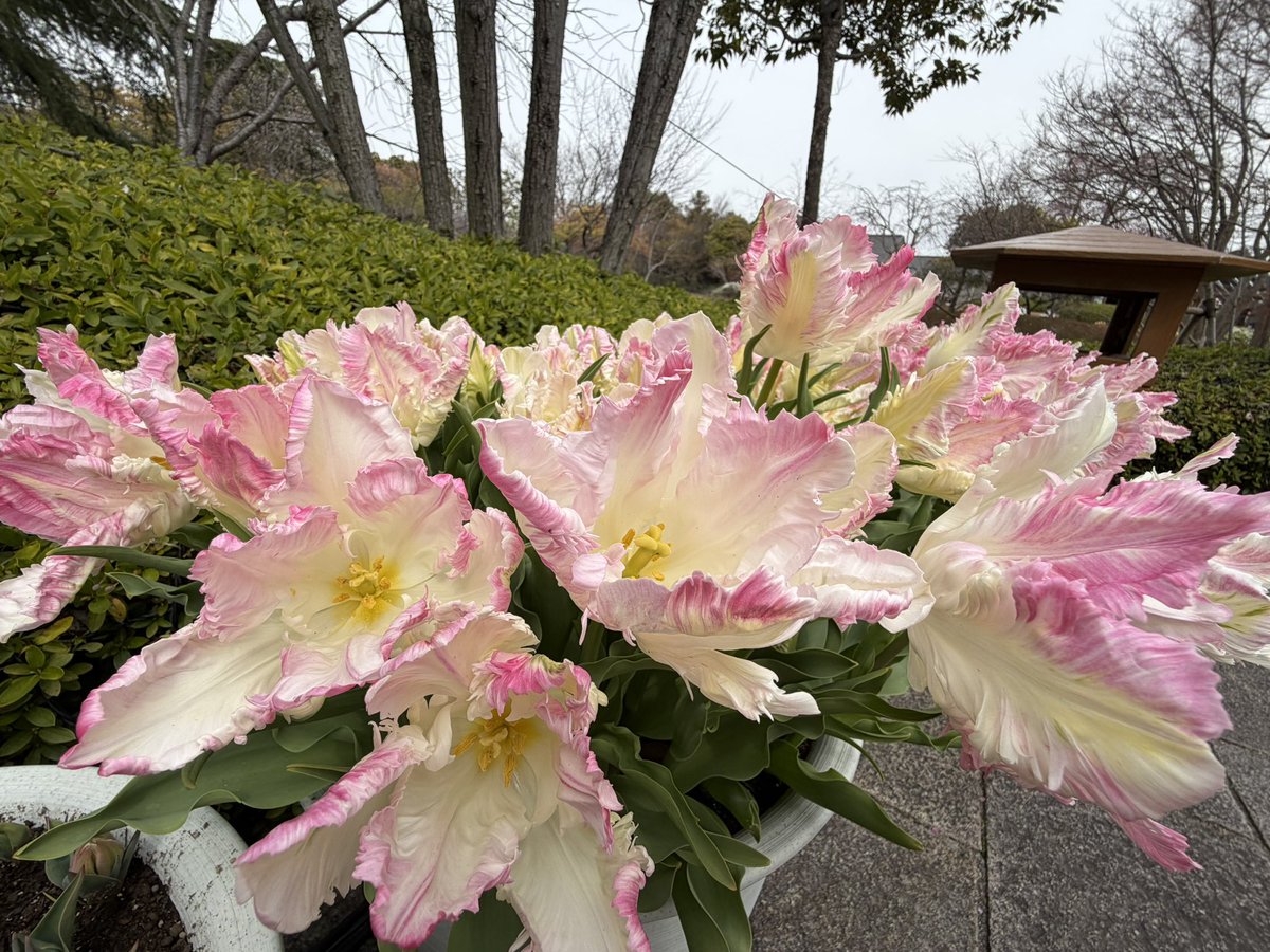 Jelia@✈️🎹♨️🐱☕️🥐🇩🇪🇪🇸好き tweet media