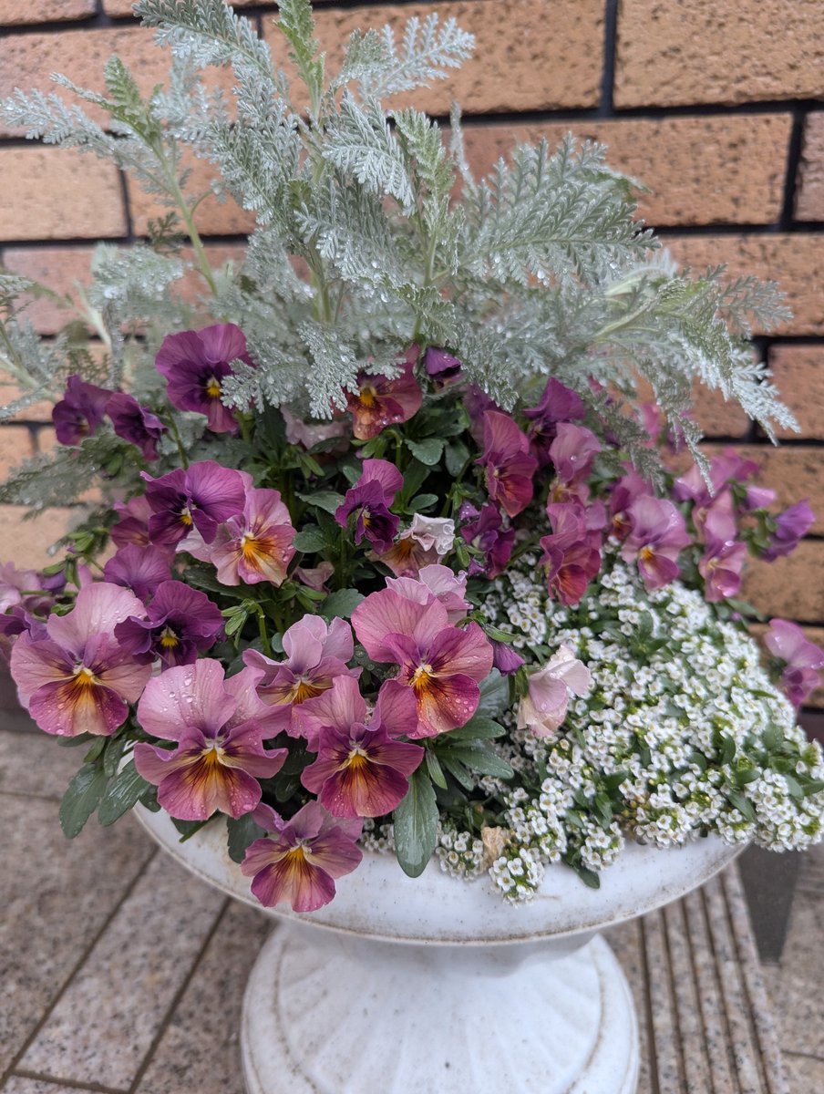 Ana.｡.*🎀 tweet media