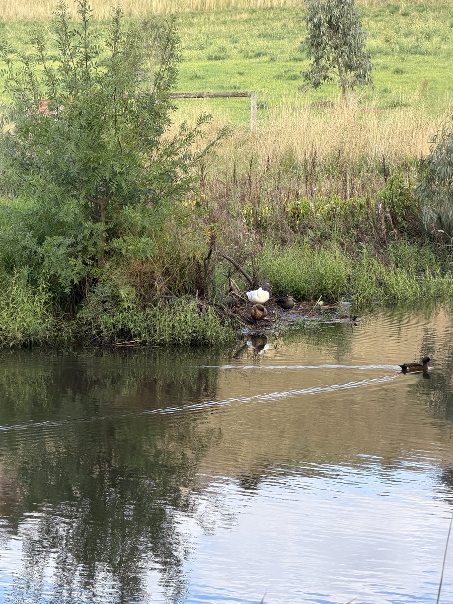 ✨Enjoy the Day✨ tweet media