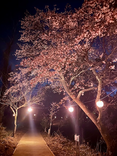 harfor_official's tweet photo. #おはるふぉん🌸

今日の高知市の天気は晴れ✨
高知も桜が満開になるまではあと少しです！
桜ってどうして一斉に咲くかご存じでしたか？
私は今年知りましたが、「接ぎ木」で増やした同じ遺伝子のクローンだから、なのだそうです😮
言われてみると納得ですよね🪄🎉
夜桜が綺麗に咲いていたのでパシャリ🌸🌳

今日も一日がんばるふぉん🫶🏻✨
#HarFor
#はるふぉ
#関西電力
#企業公式が毎朝地元の天気を言い合う
#高知
#桜