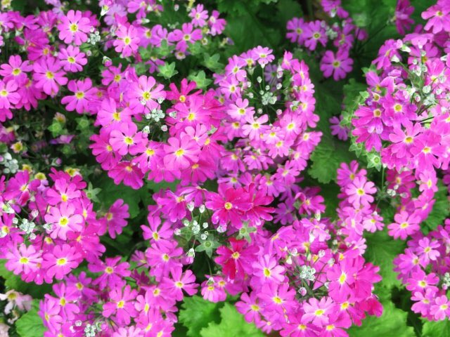 とっこさん tweet media