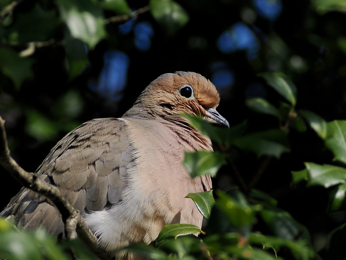 mawgdn's tweet image. Sunny, but not that warm. Mourning #Dove all fluffed up against the chill. #birdwatching Clove Lakes Park 03/25/26