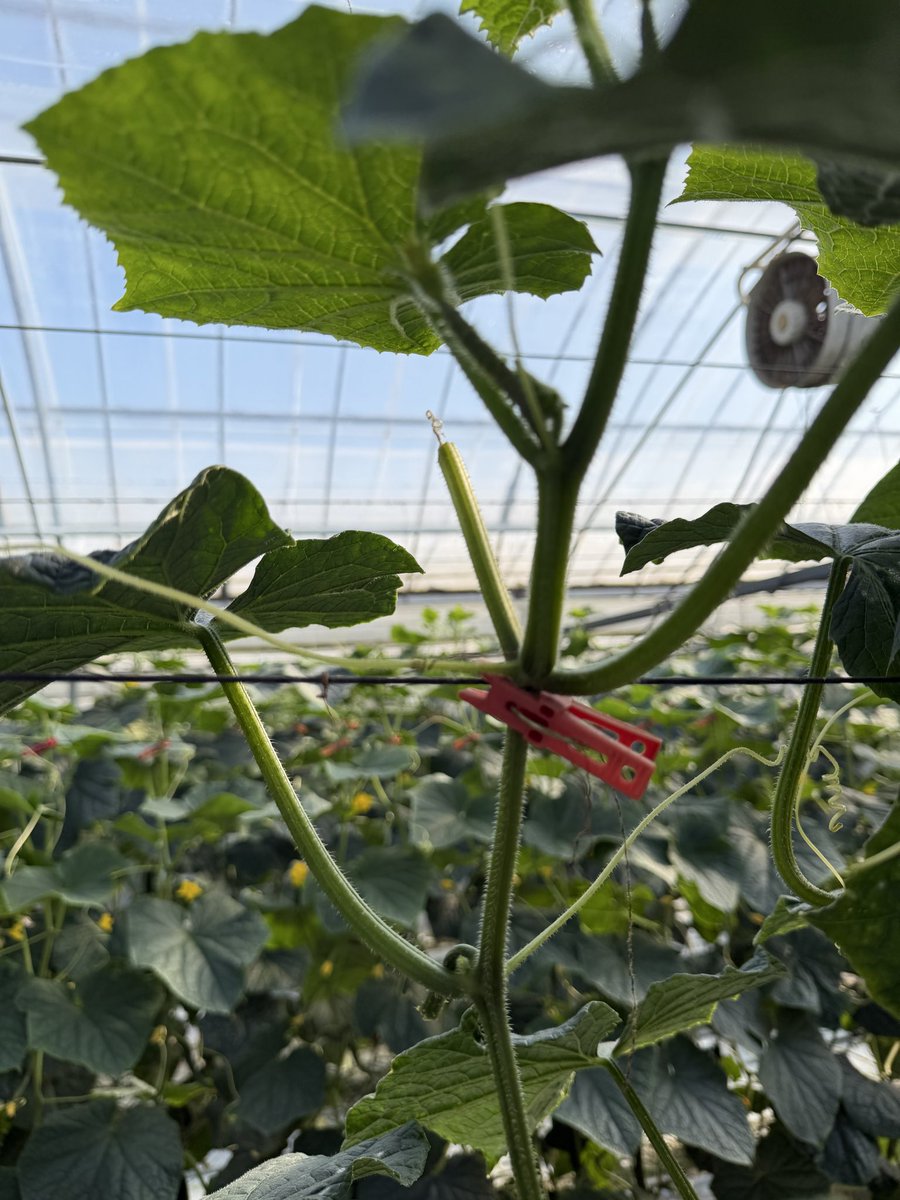 No.08_a.k.a_エライナコッデス　ニーナ tweet media