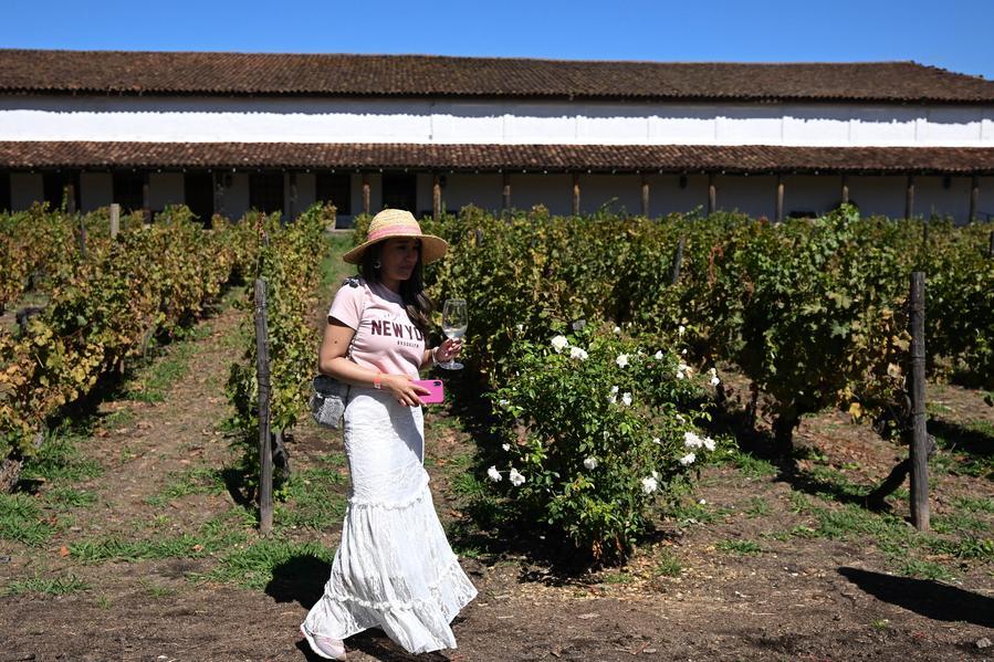 XHespanol's tweet image. ¿Qué tal un paseo en #tren por viñas, con comida y maridajes para disfrutar de las bellezas y el #vino chileno? 🍷🚉
#Chile promueve el #turismo vitivinícola con recorridos en tren por las viñas del extenso valle central que contemplan experiencias enoturísticas, patrimoniales y