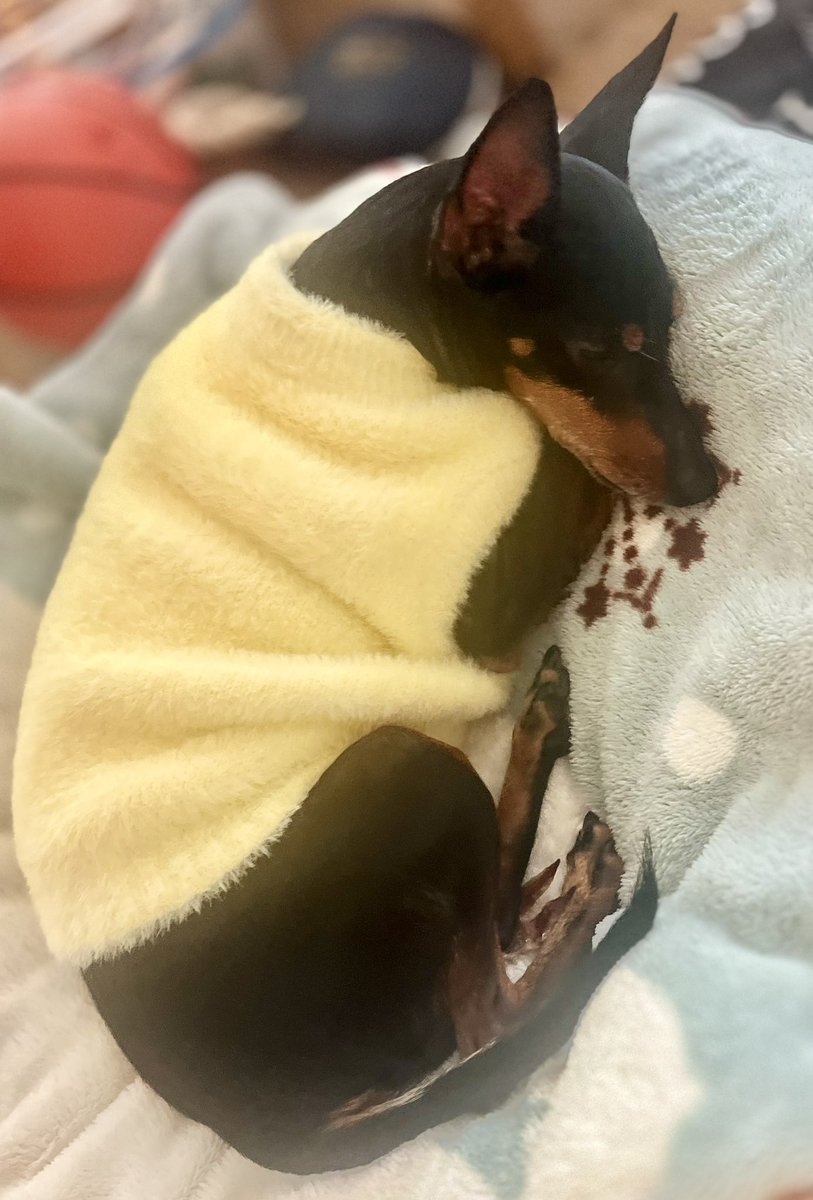 wintergreen tweet media