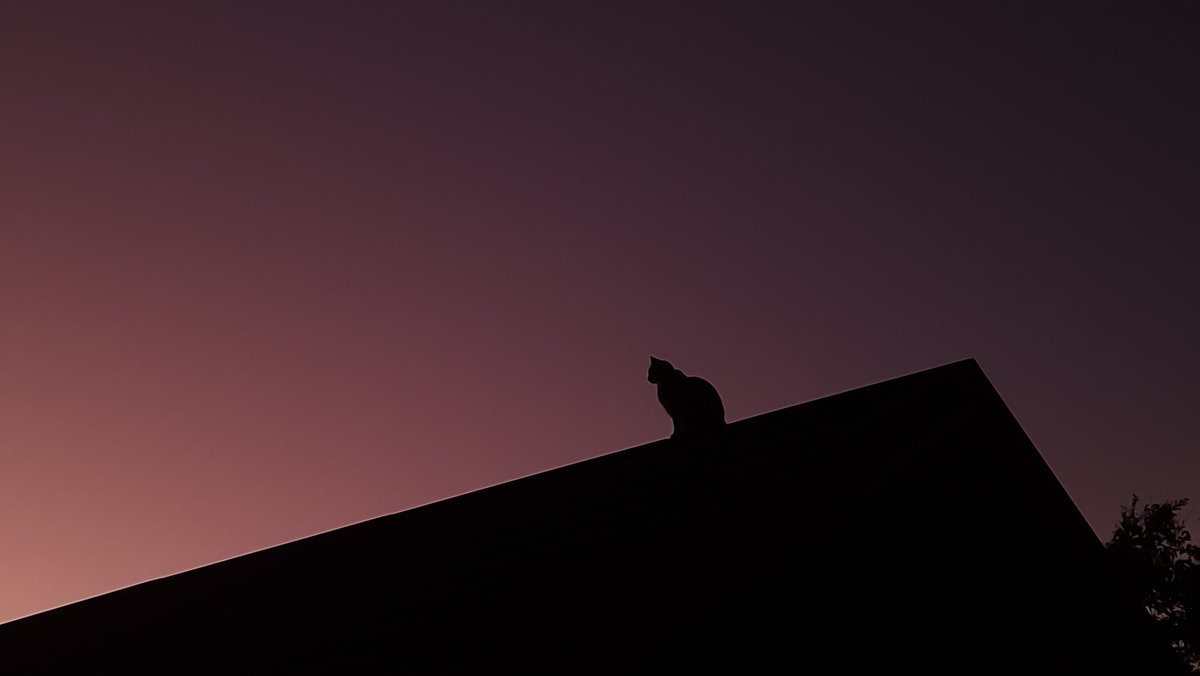 Loca Un Poco 🌼 🪽 tweet media