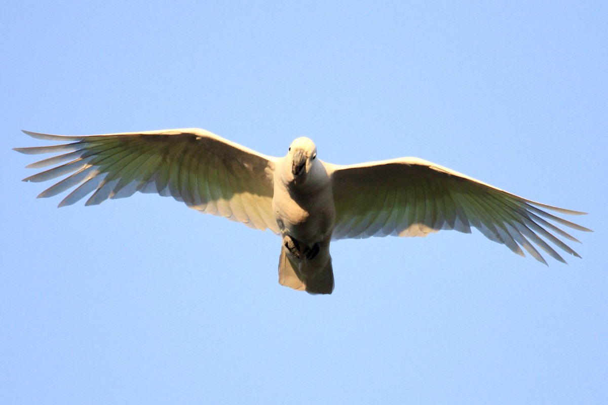 Nick Raschke tweet media