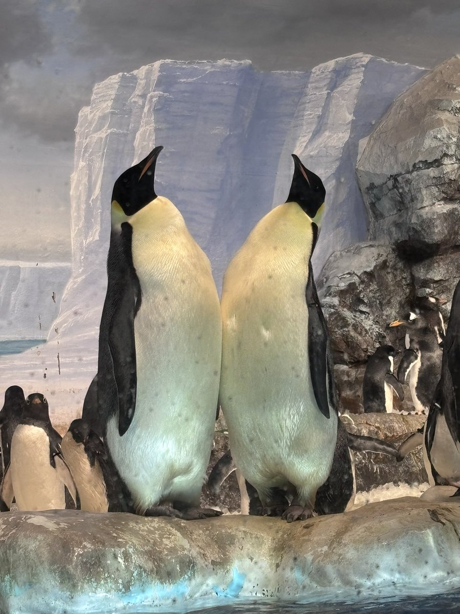 姫りんご tweet media