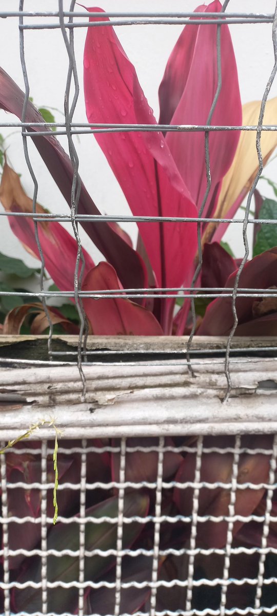 Olhar Crítico🤟 tweet media