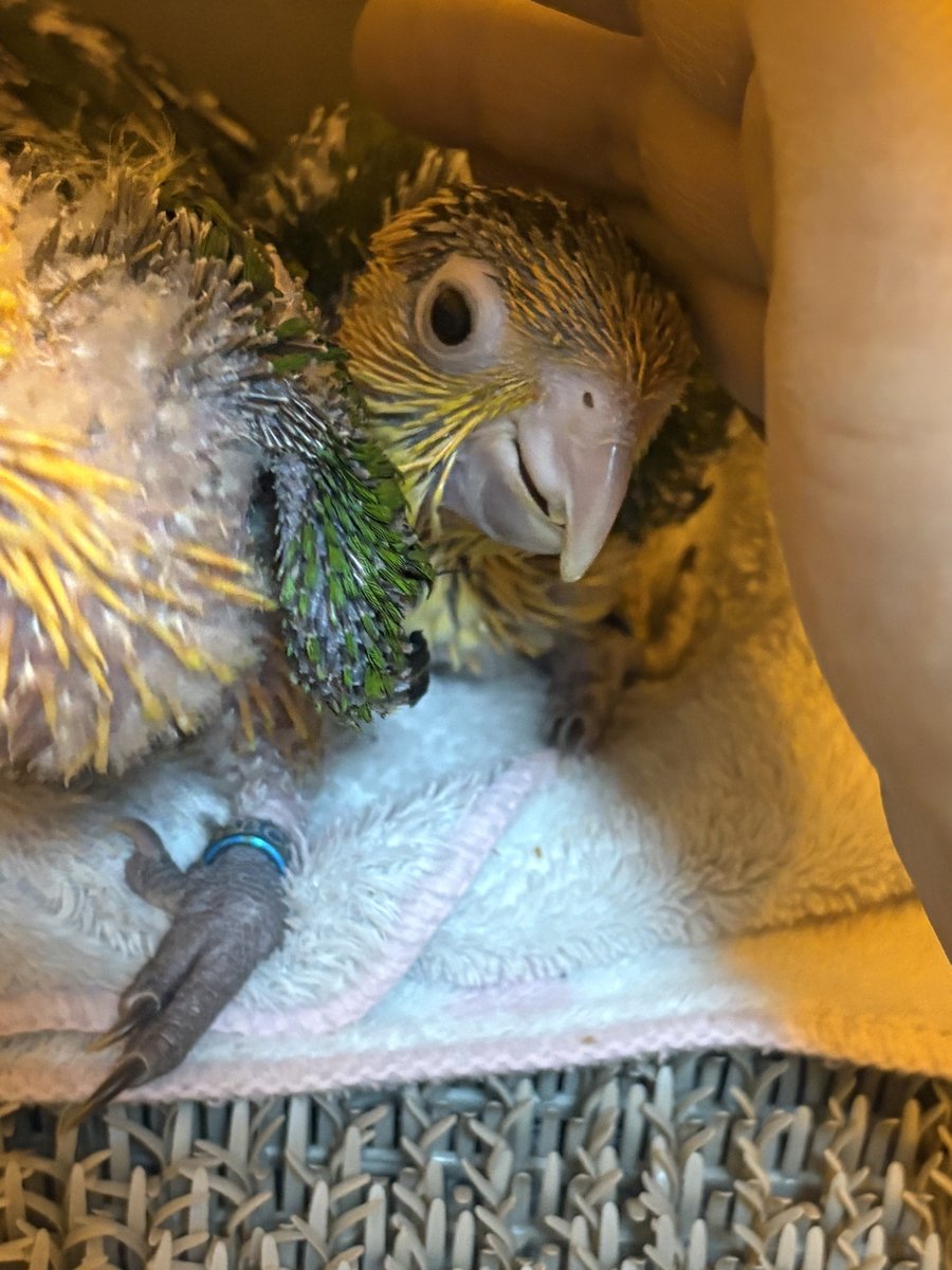 precious-bird2020 tweet media