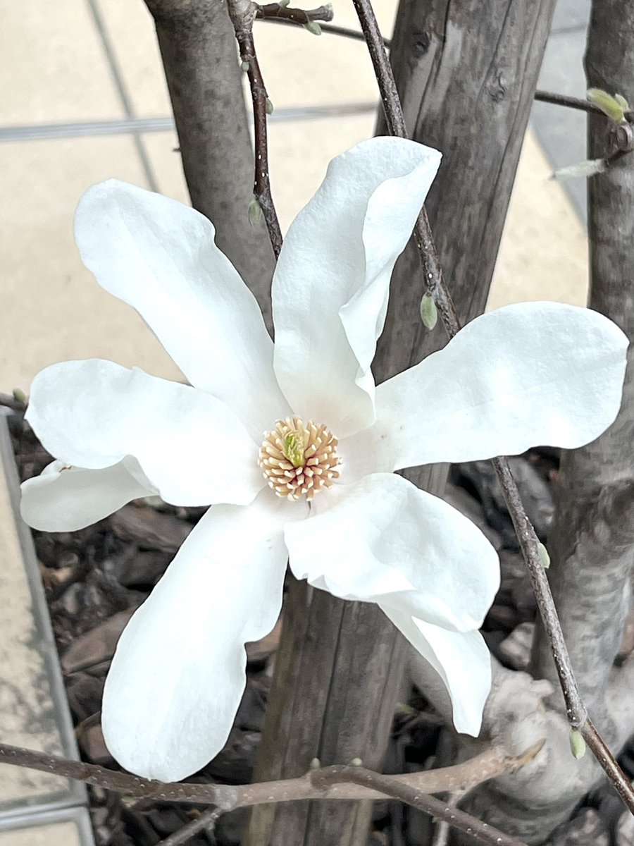 内田夕夜 tweet media