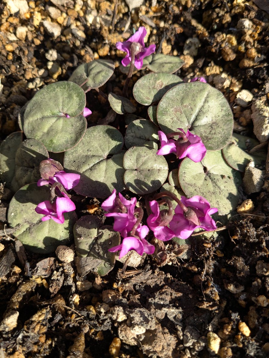 Zone6figger tweet media