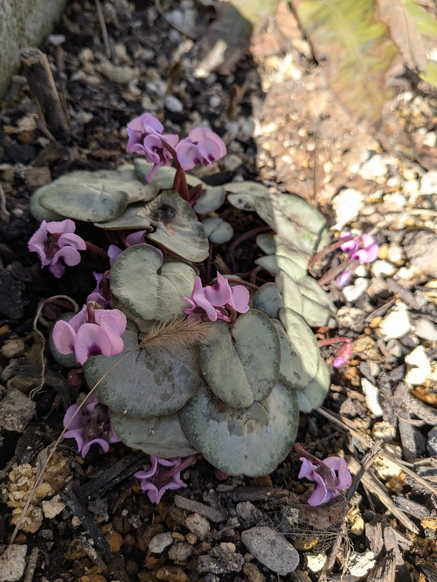 Zone6figger tweet media