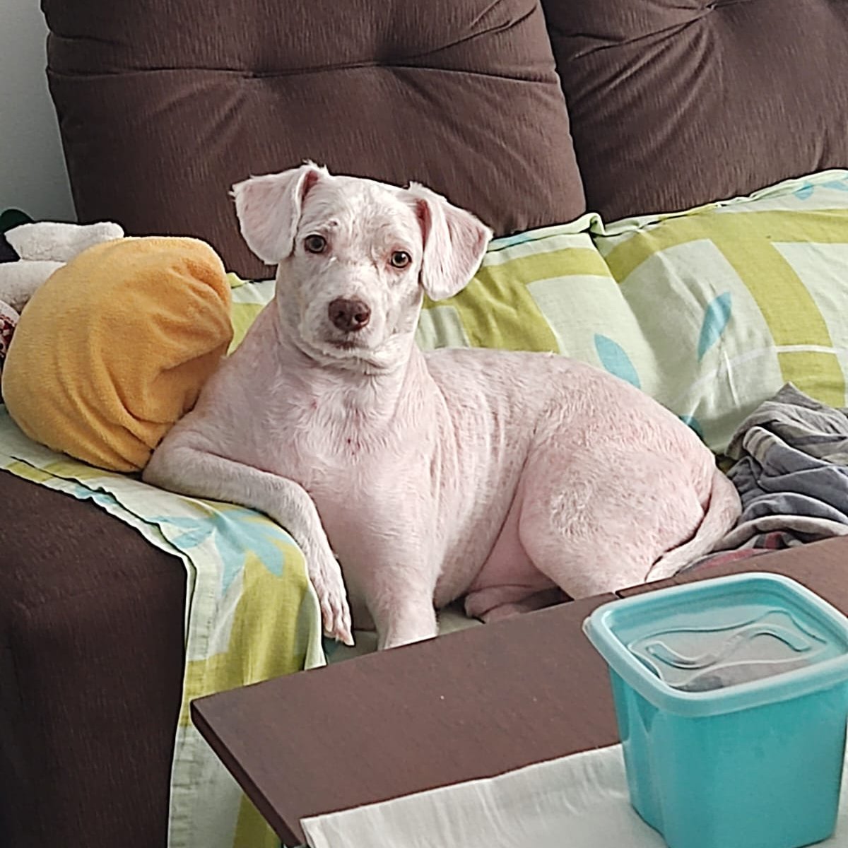 guilherme tweet media