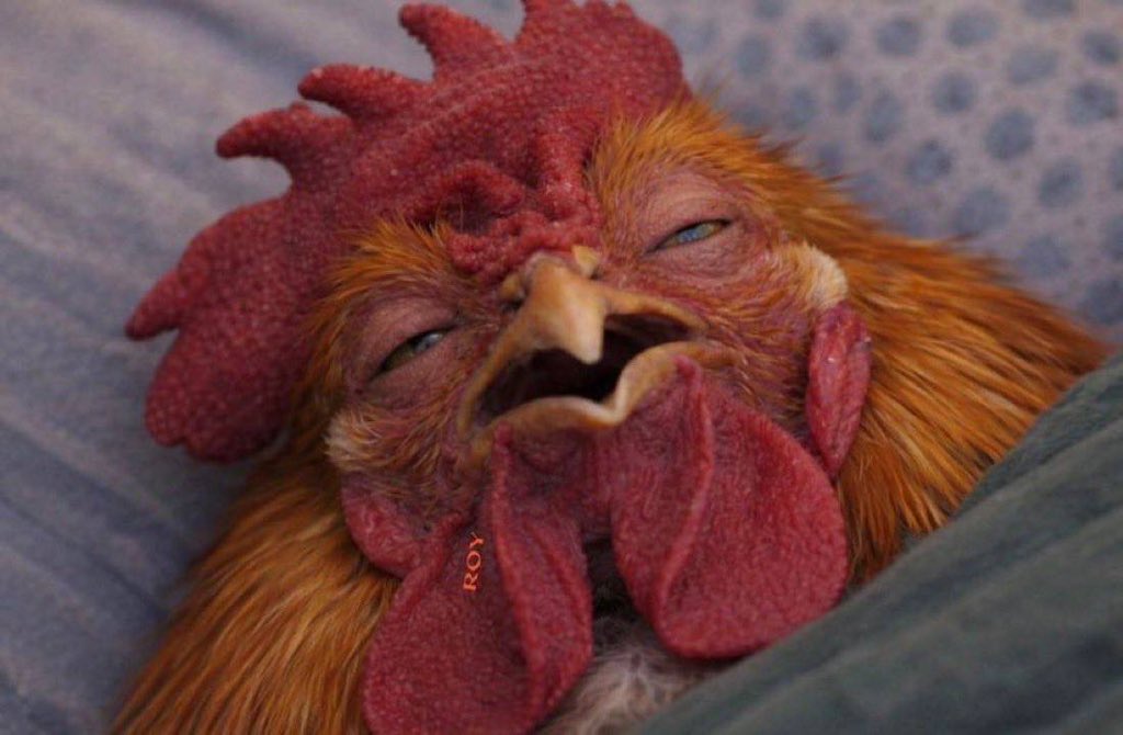 Man like Jay tweet media