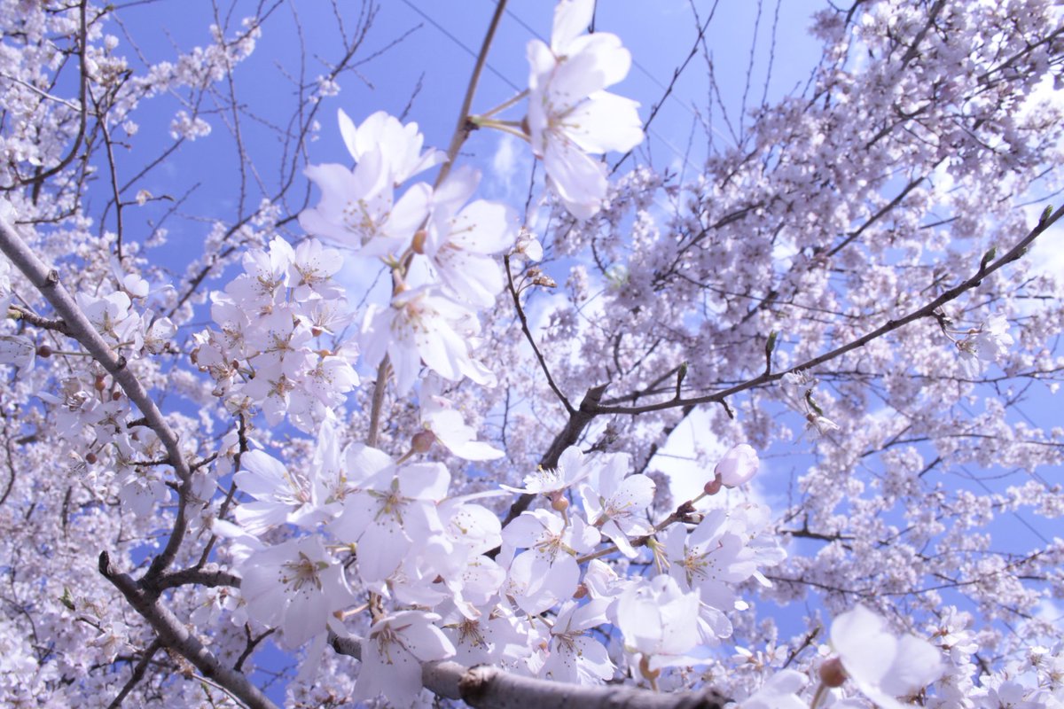 Enchant_you's tweet photo. 桜季節🌸

お休みの日が程よく晴れますように🌞 https://t.co/Z8L0x1eeV2