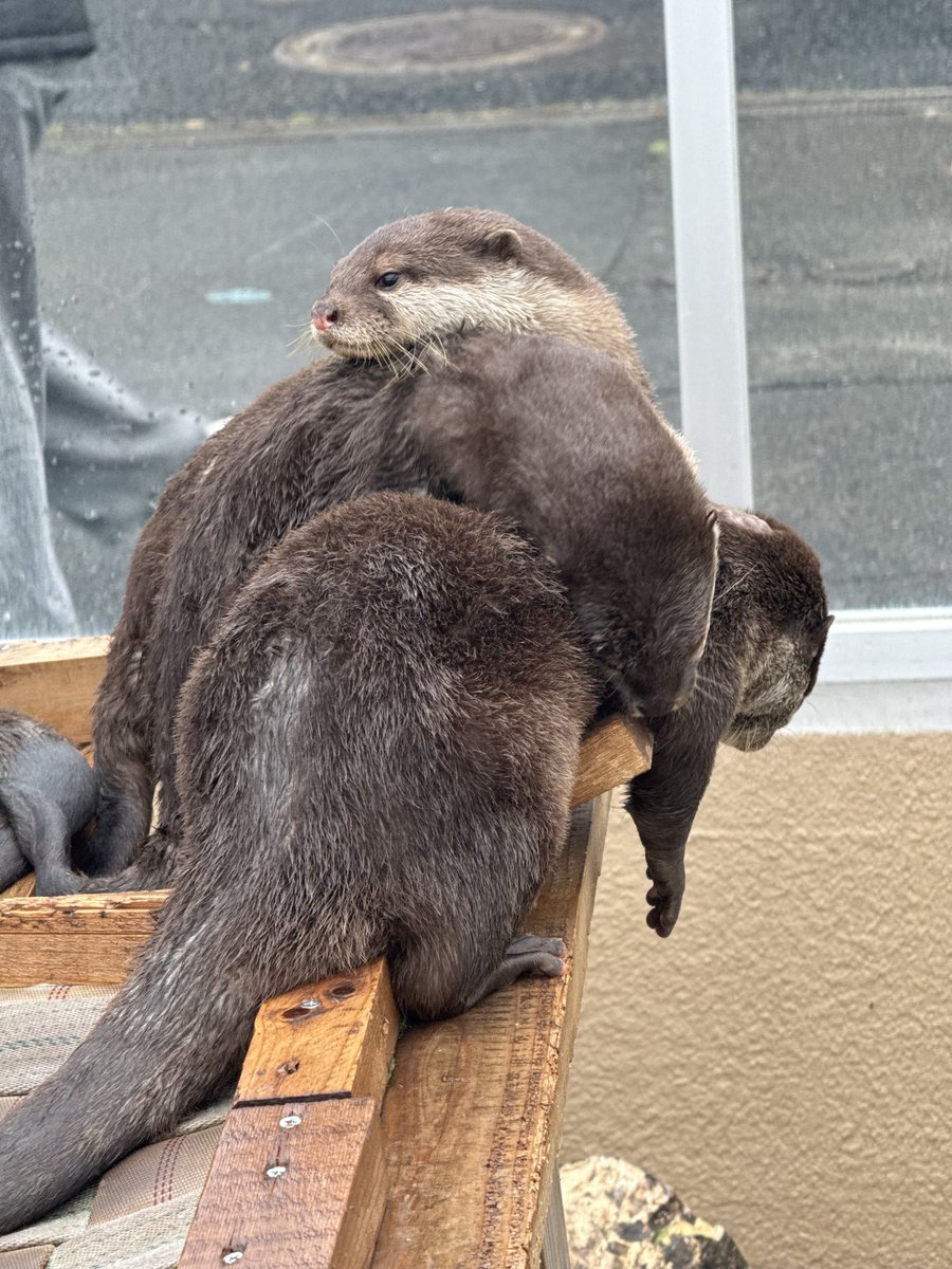 ☺︎チョココロネ☺︎ tweet media