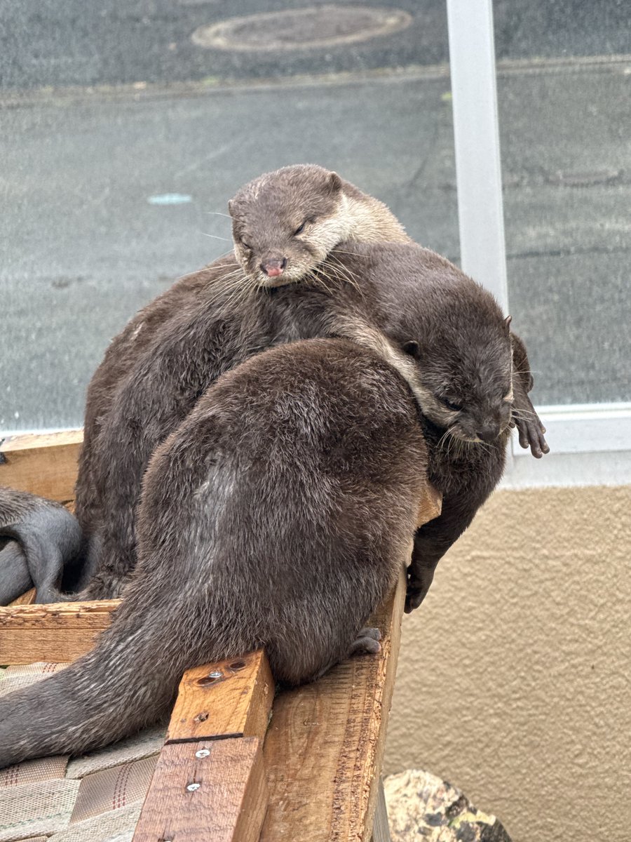 ☺︎チョココロネ☺︎ tweet media