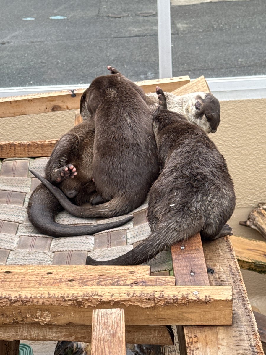 ☺︎チョココロネ☺︎ tweet media