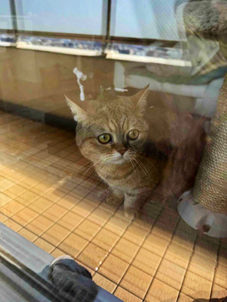 chibitan☆夜叉丸🌈桃華 菜々華ママ🍀 tweet media