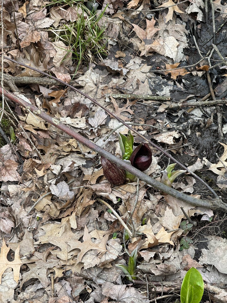 It’s skunk cabbage season🙌