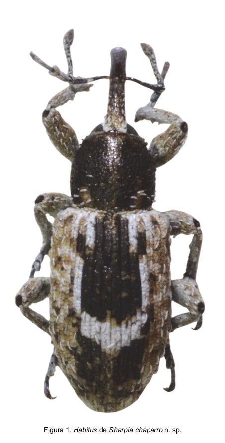 IUSA_ULPGC www.iusa.eu tweet media