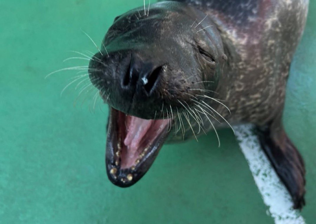 Herbuurna 🦭🇵🇷 tweet media