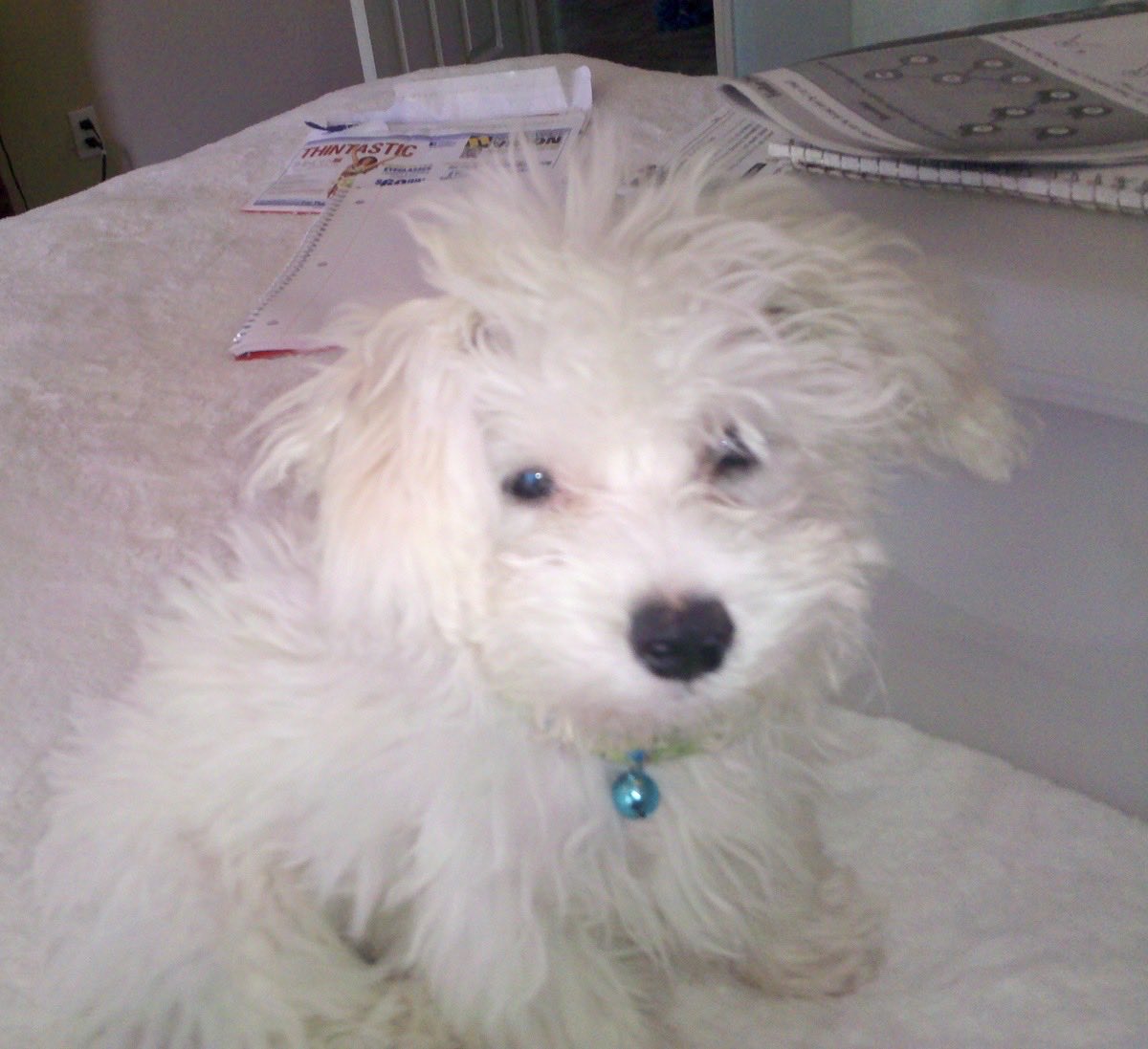 홍시귤 tweet media