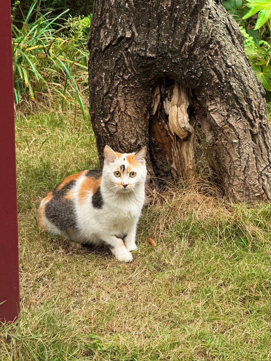 Boooo波妞! tweet media