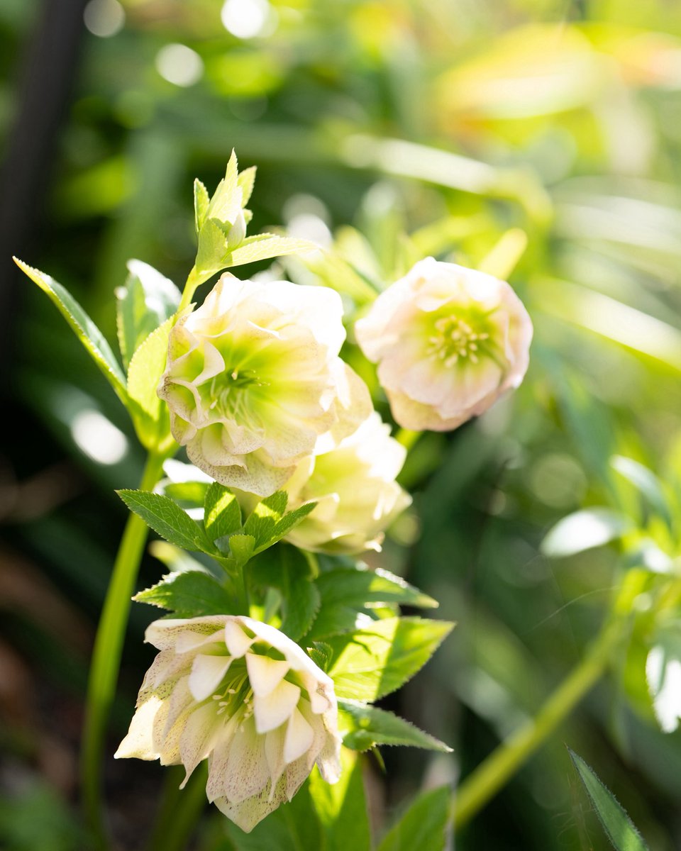 yumekokoro✩︎⡱ tweet media