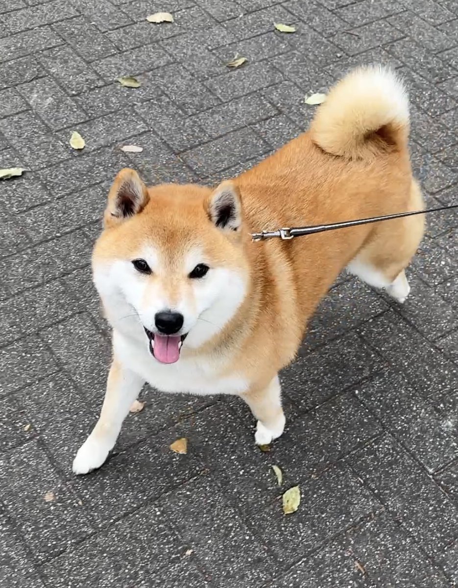 豆柴のそらまめ隊長 tweet media