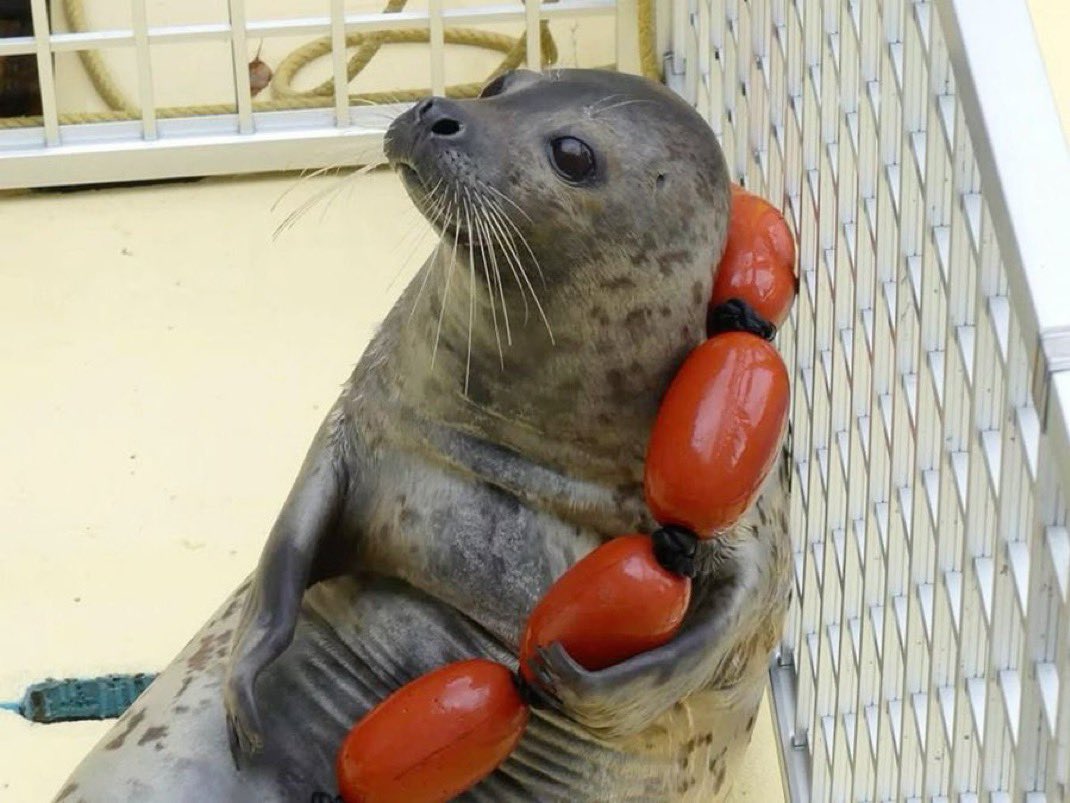 Herbuurna 🦭🇵🇷 tweet media