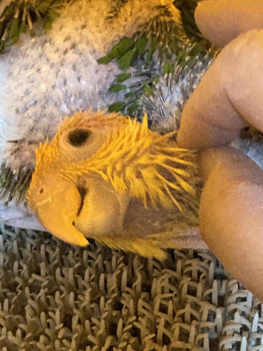 precious-bird2020 tweet media