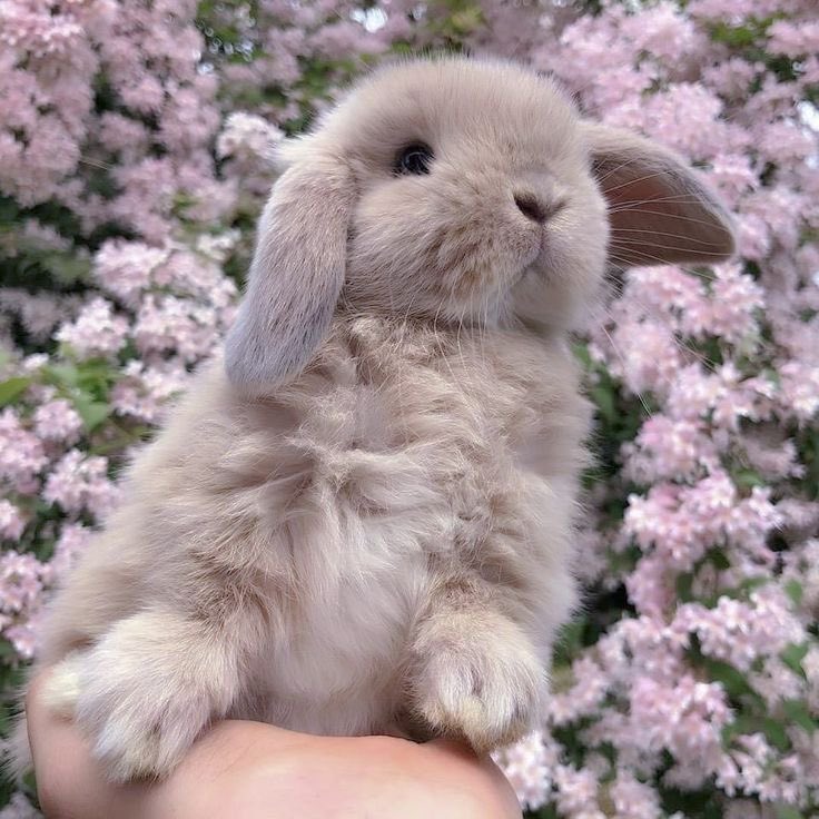 إمٰاثيا 𐙚 tweet media