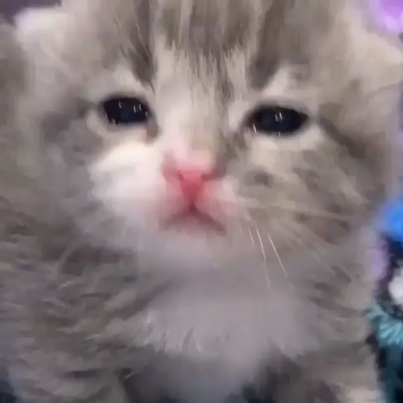 stacie🦋✨ tweet media