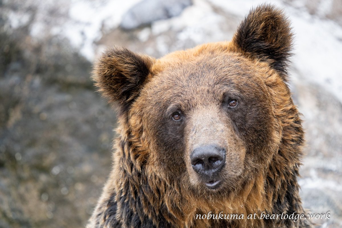 のぶクマ🐻羆と香辛料 tweet media