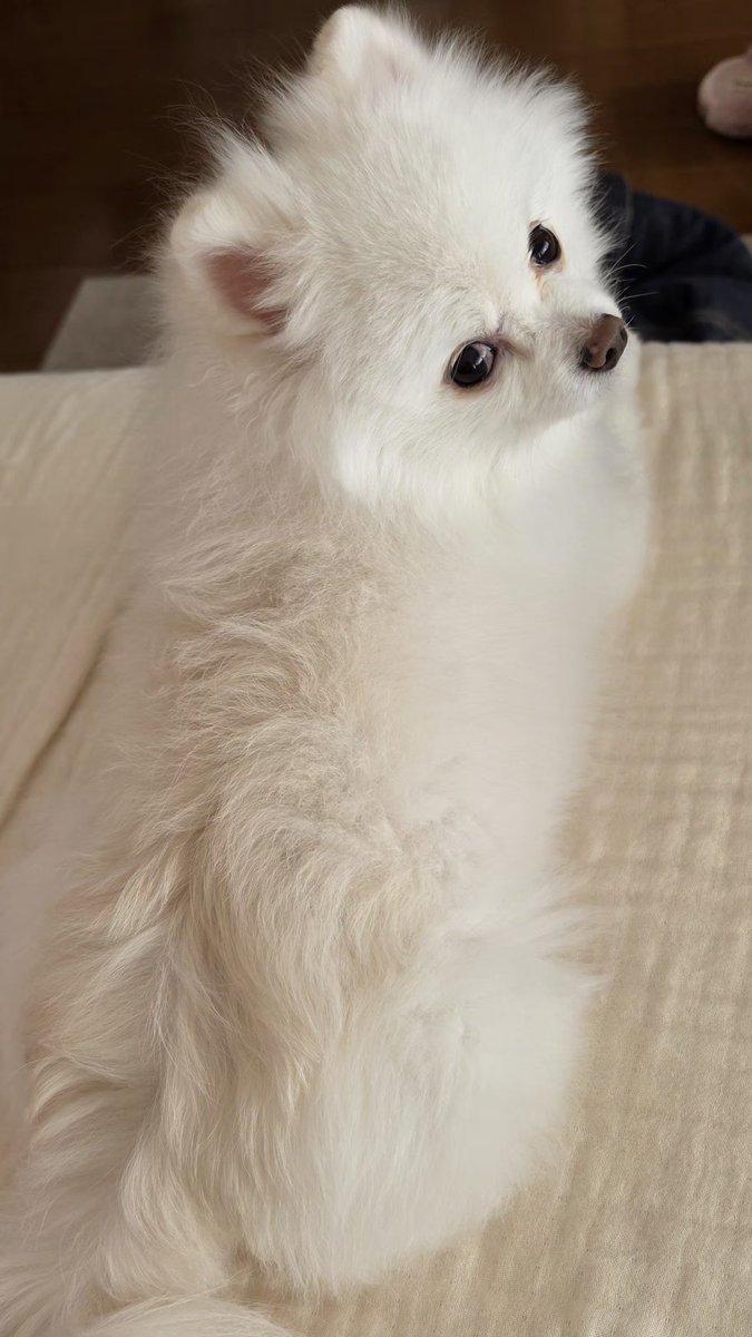 モコ太郎 tweet media