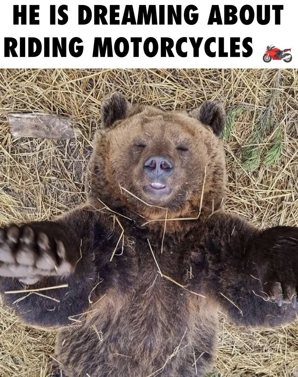 EggrolarBear's tweet photo. Vroom Vroom 🐻🏍️ https://t.co/kgf6tDRPYy