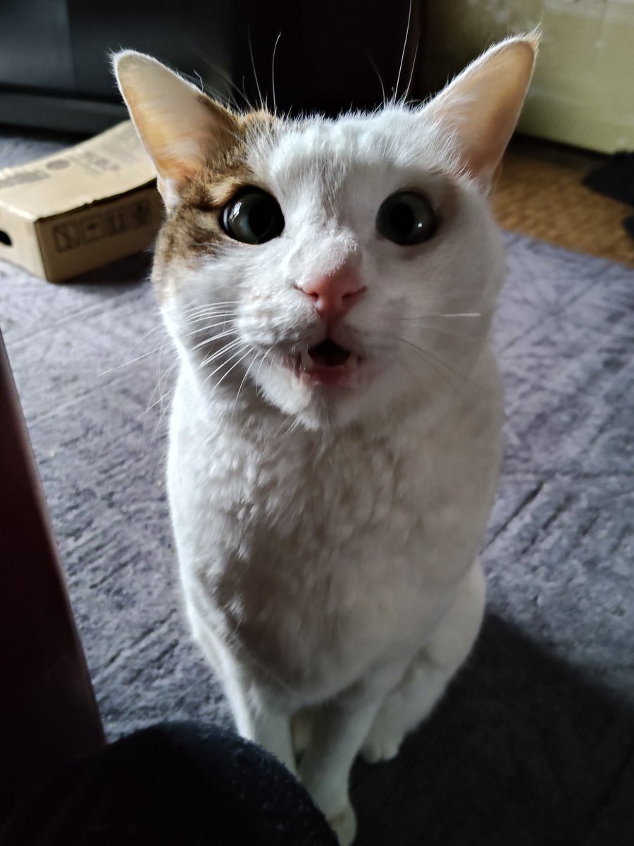 デューク tweet media