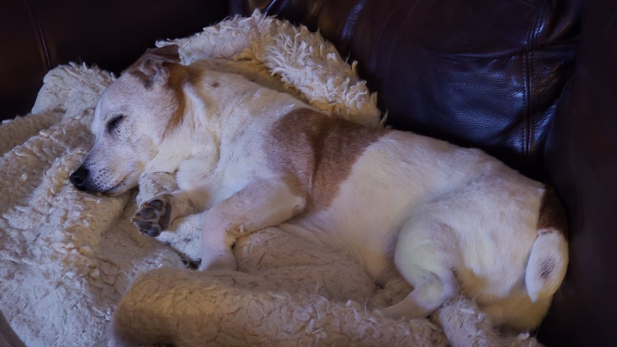 scott guest tweet media