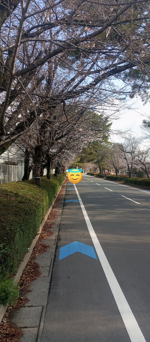 だいぶん開花してきました。