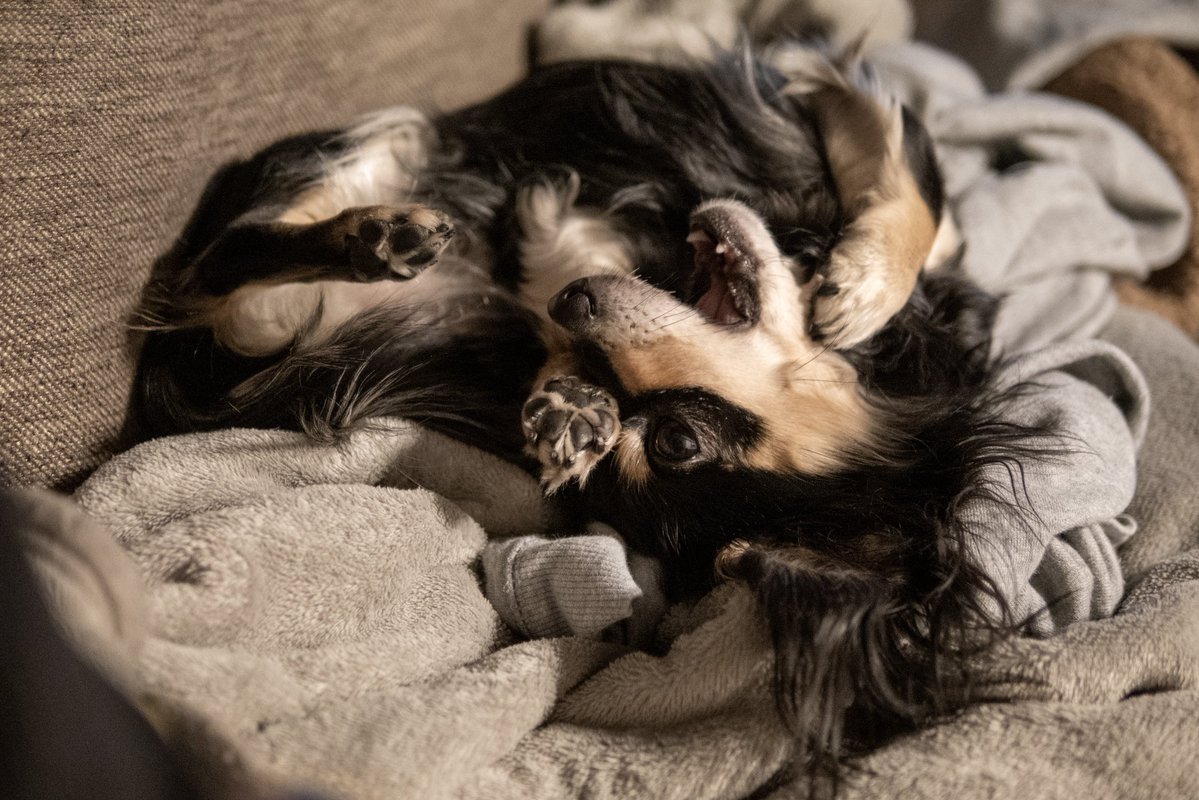 岡村 まきすけ tweet media