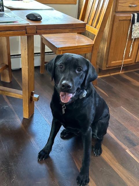gundogcentral's tweet photo. 3 YEAR OLD BLACK LAB RETRIEVER FOR SALE https://t.co/knZDcbVoYH on https://t.co/qsZIB1oav7 #gundogcentral #birddogs #gundogs https://t.co/JpddAi3Hkx