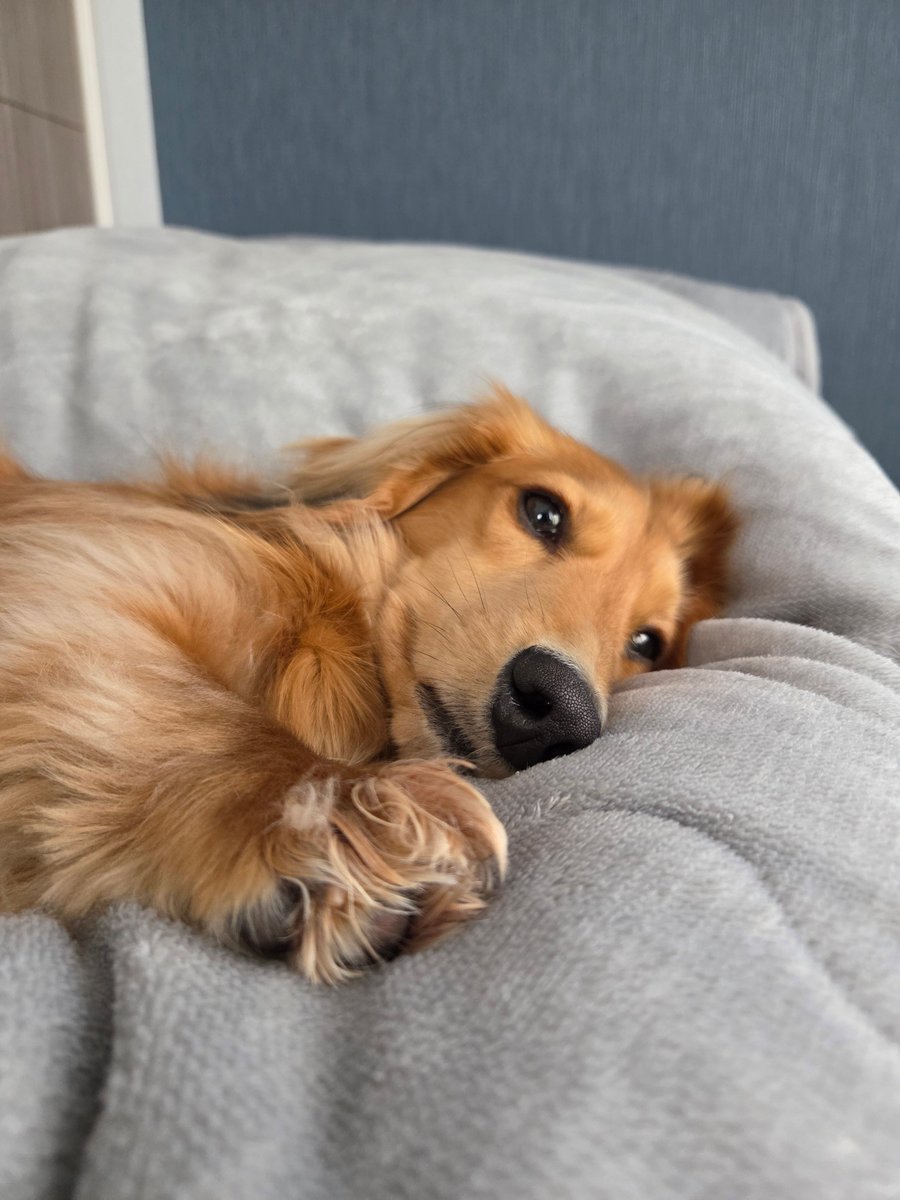 リ～くん歩くよ～…ﾄﾎﾞﾄﾎﾞ tweet media