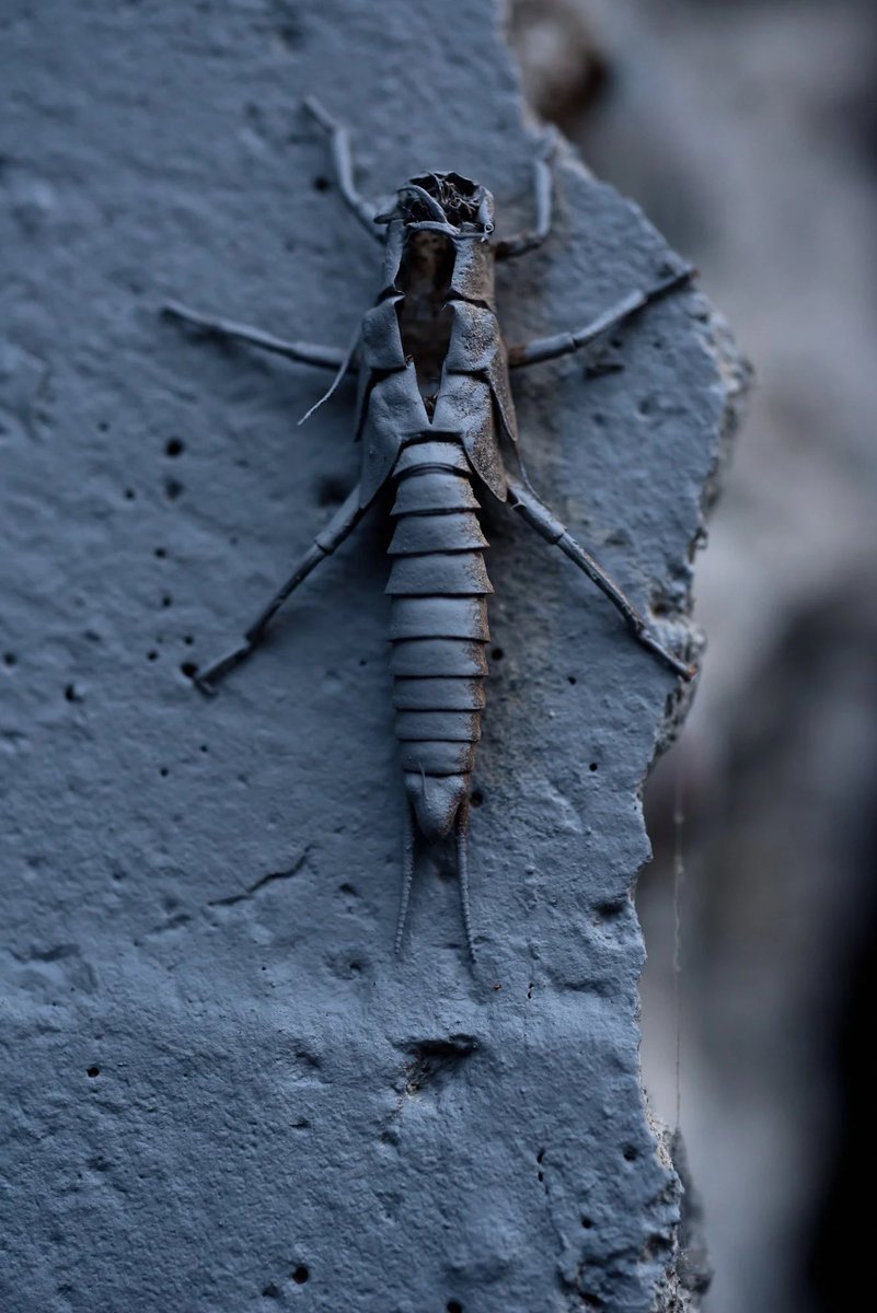 copi vojta tweet media